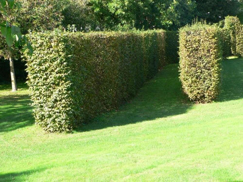 Aménagement de jardins Vendée (85)